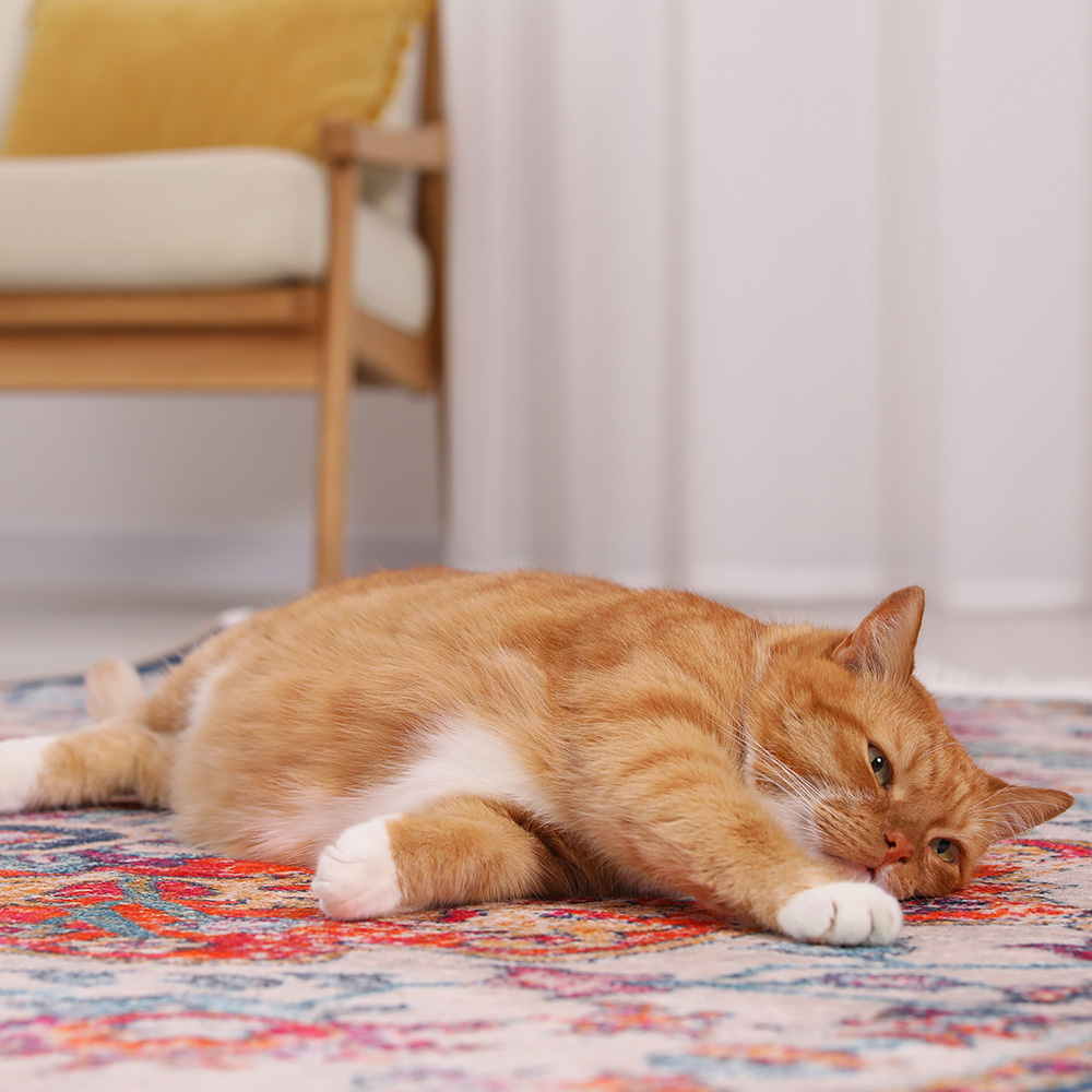 Odor Removal Portland ME